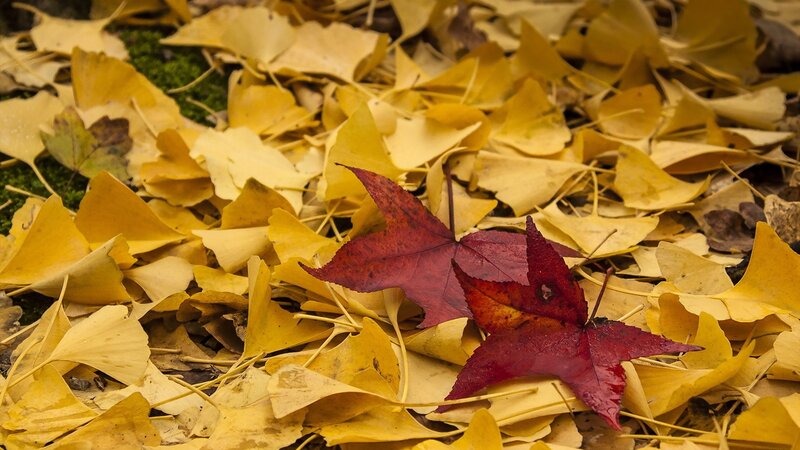 Red Maple Leaves on Yellow Ginkgo