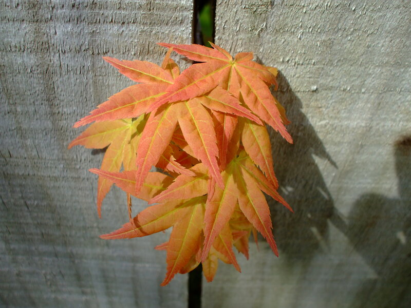 Red Maple Leaves — Orange, Calm