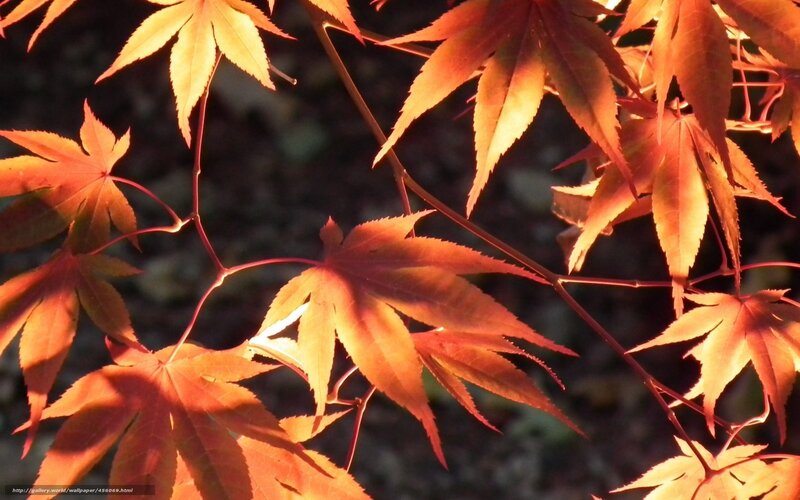 Red Maple Leaves — Orange, Dramatic, Autumn, Photograph