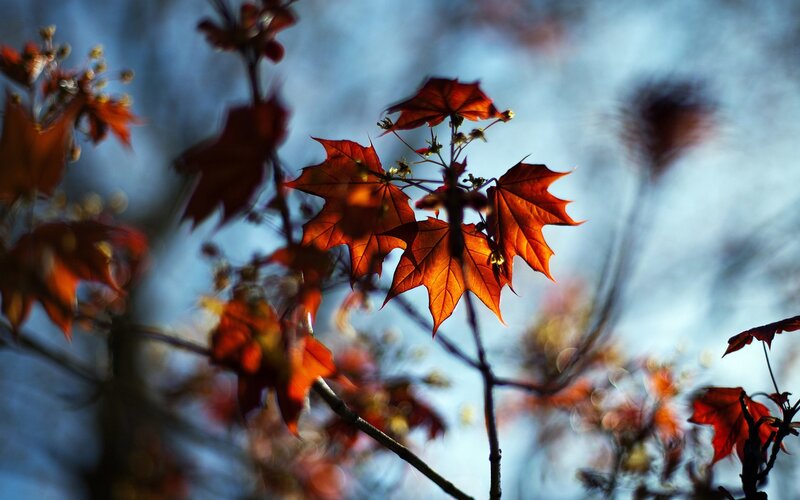 Red Maple Leaves — Orange, Dramatic, Autumn