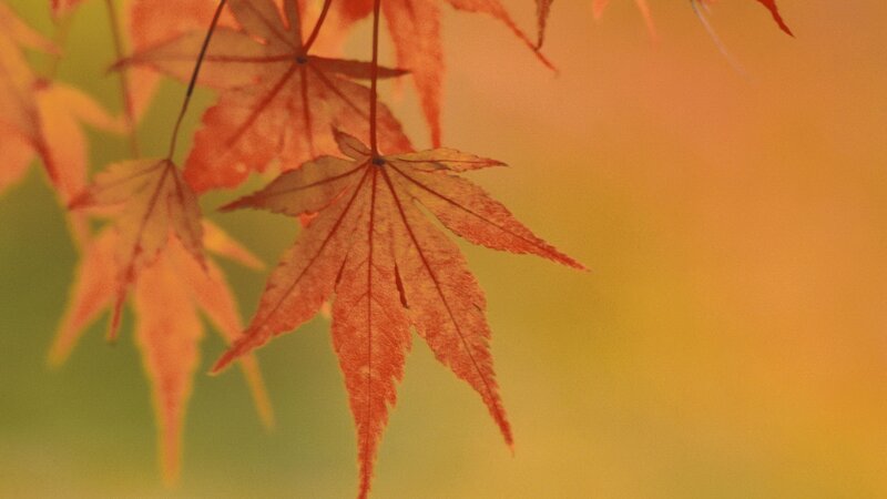 Red Maple Leaves — Orange, Serene, Autumn, Photograph, Branches, Yellow, Green