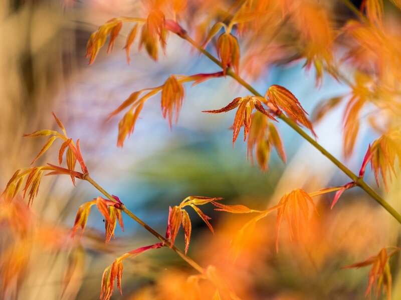 Red Maple Leaves — Orange, Serene, Autumn