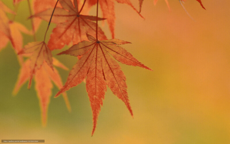 Red Maple Leaves — Orange, Serene
