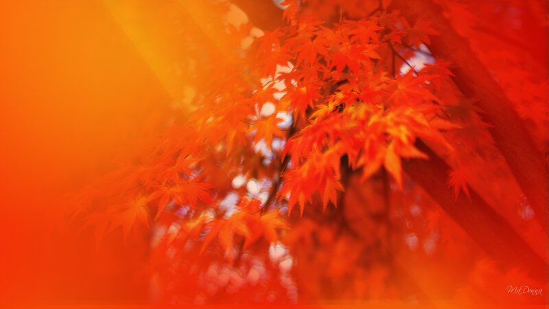 Red Maple Leaves — Orange