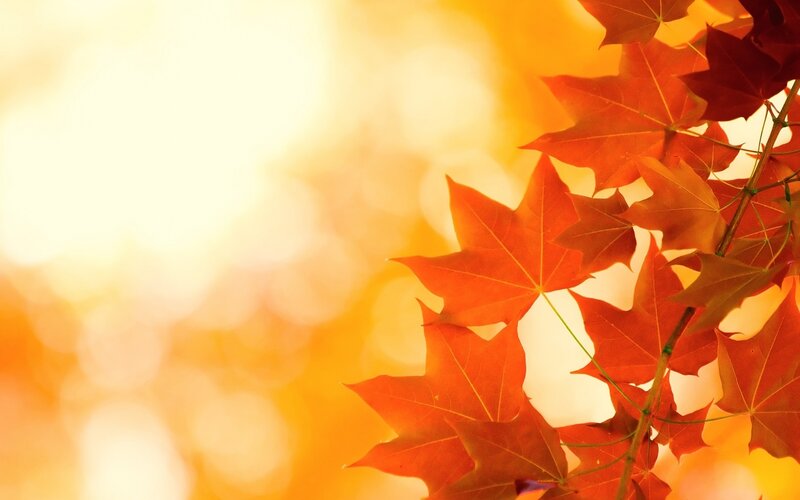 Red Maple Leaves — Orange, Warm, Autumn, Photograph, Branch