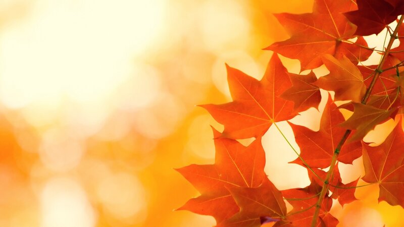 Red Maple Leaves — Orange, Warm, Autumn, Photograph