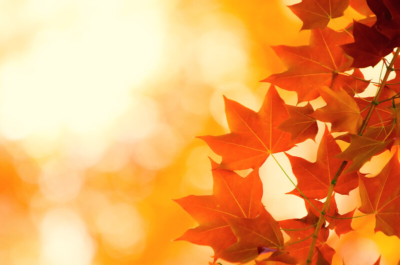 Red Maple Leaves — Orange, Warm, Autumn