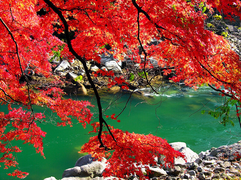 Red maple leaves over a river