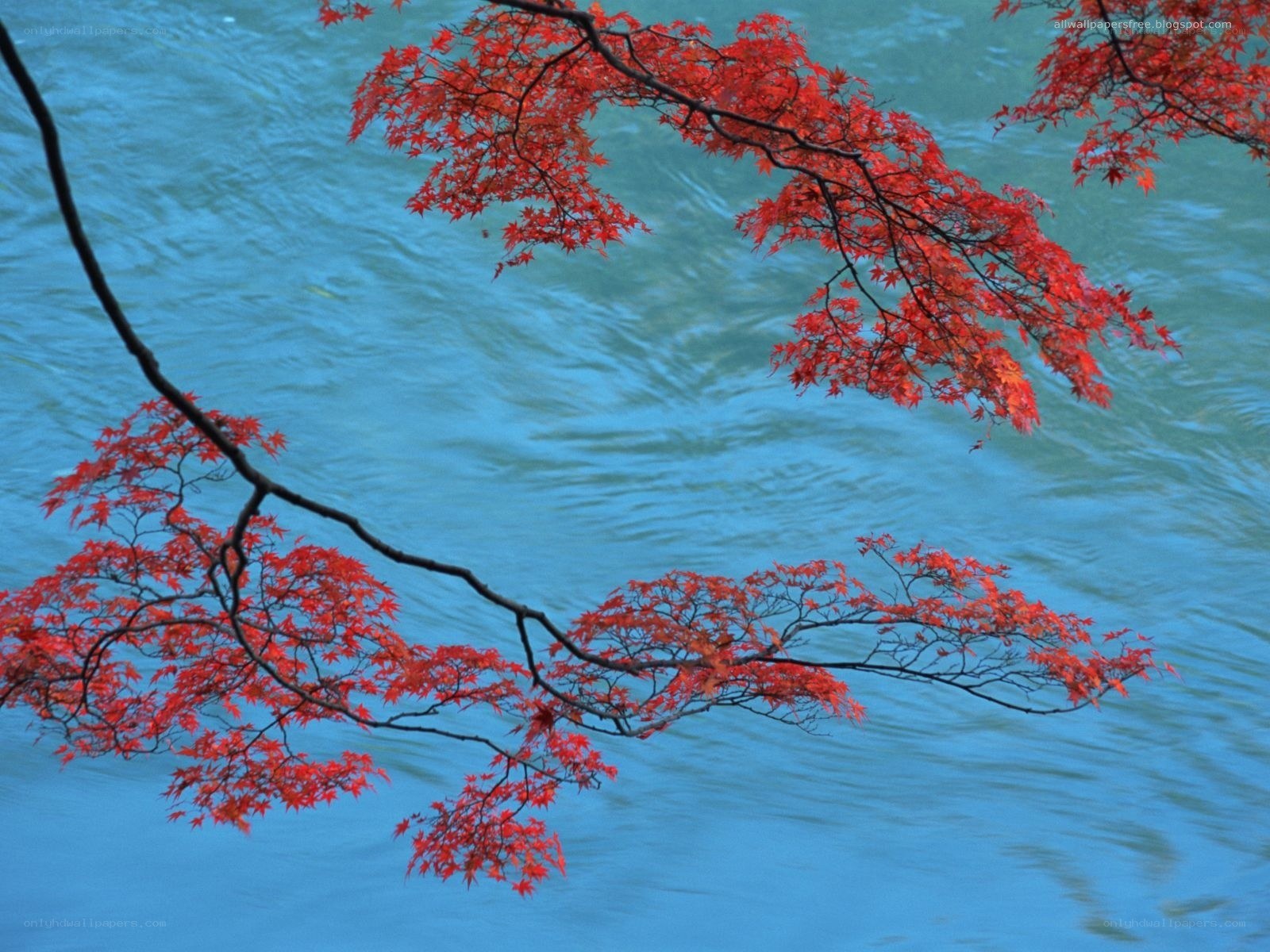 Red maple leaves over blue water