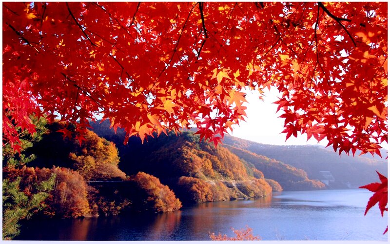 Red Maple Leaves over Lake