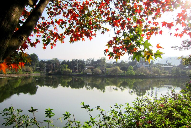 Red Maple Leaves over Pond — Serene