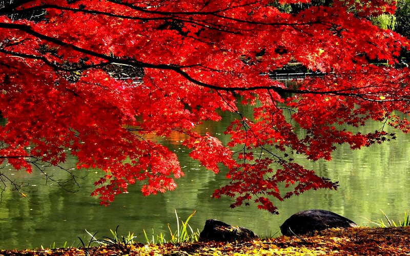 Red Maple Leaves over Pond
