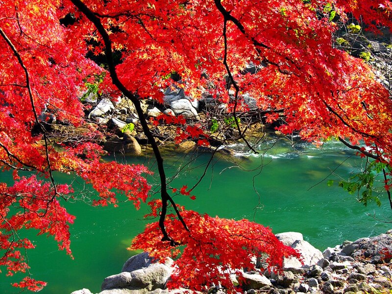 Red Maple Leaves over River — Serene