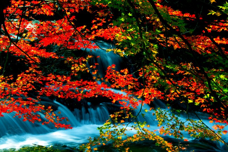 Red Maple Leaves over Stream — Serene, Autumn