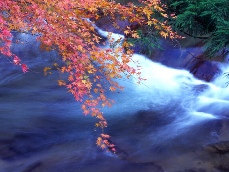 Red Maple Leaves over Stream — Serene