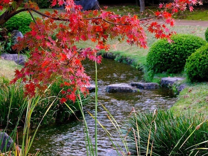 Red Maple Leaves over Stream