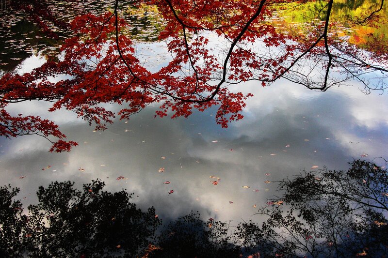 Red Maple Leaves over Water — Serene, Autumn