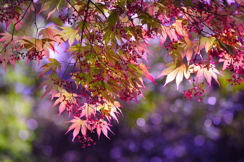 Red Maple Leaves — Pink, Serene