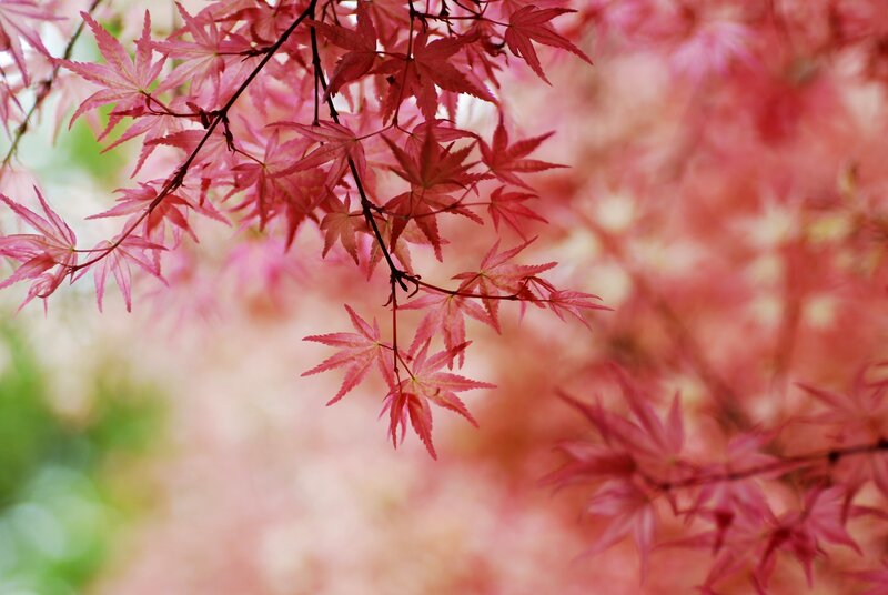 Red Maple Leaves — Pink