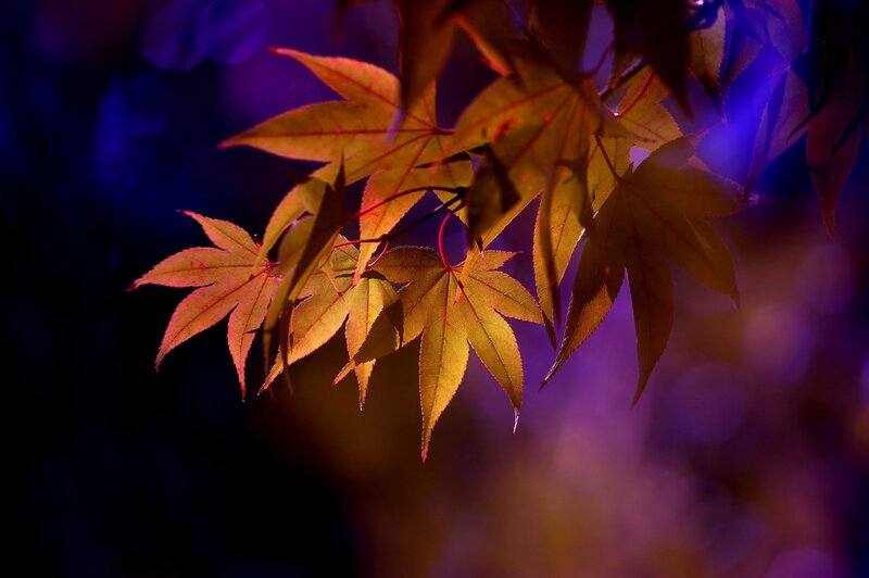 Red Maple Leaves — Purple