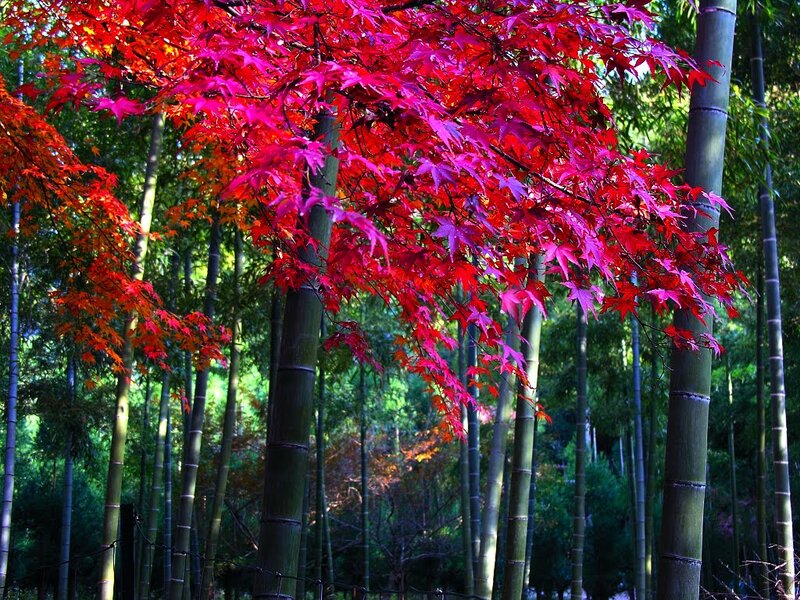 Red Maple Leaves — Serene, Autumn, Photograph, Bamboo