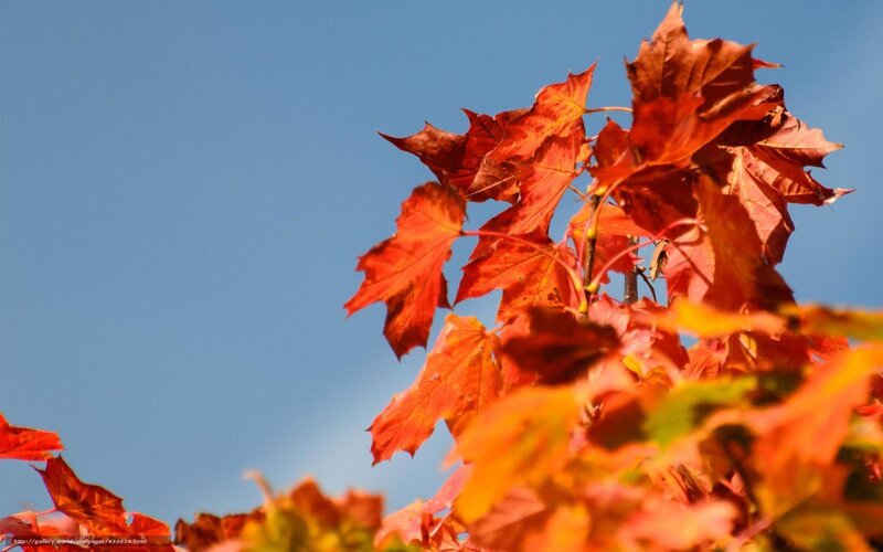 Red Maple Leaves — Serene, Autumn, Photograph, Blue Sky