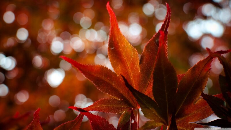 Red Maple Leaves — Serene, Autumn, Photograph, Bokeh