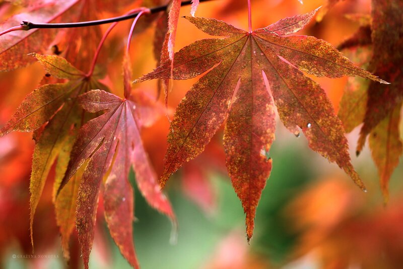 Red Maple Leaves — Serene, Autumn, Photograph, Branch, Background