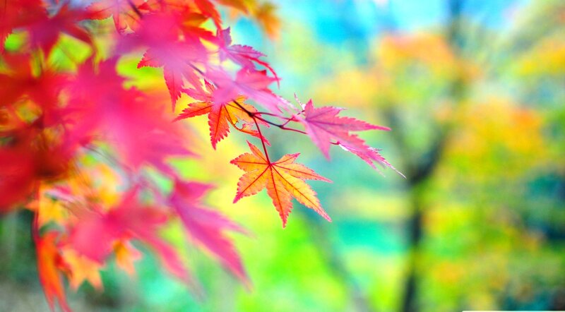 Red Maple Leaves — Serene, Autumn, Photograph, Branch, Forest
