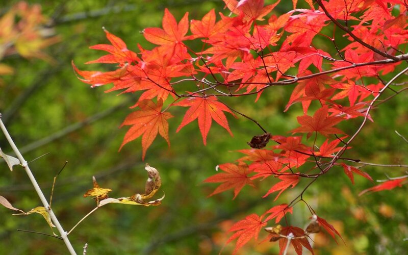 Red Maple Leaves — Serene, Autumn, Photograph, Branch, Green Foliage