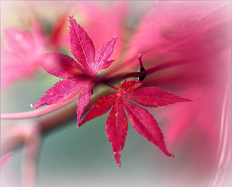 Red Maple Leaves — Serene, Autumn, Photograph, Branch, Leaf