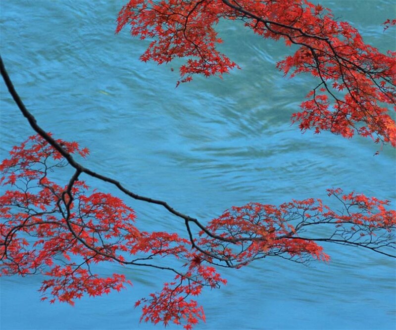 Red Maple Leaves — Serene, Autumn, Photograph, Branch, River