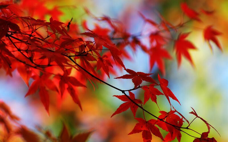 Red Maple Leaves — Serene, Autumn, Photograph, Branch, Sky, Green