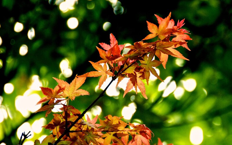 Red Maple Leaves — Serene, Autumn, Photograph, Branch, Sunlight, Bokeh