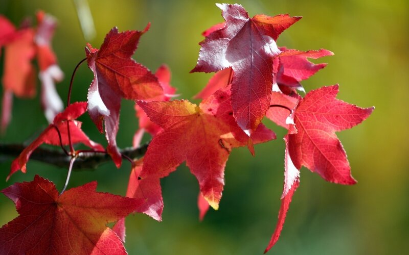 Red Maple Leaves — Serene, Autumn, Photograph, Branch, Sunlight