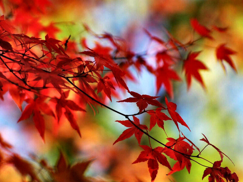 Red Maple Leaves — Serene, Autumn, Photograph, Branch