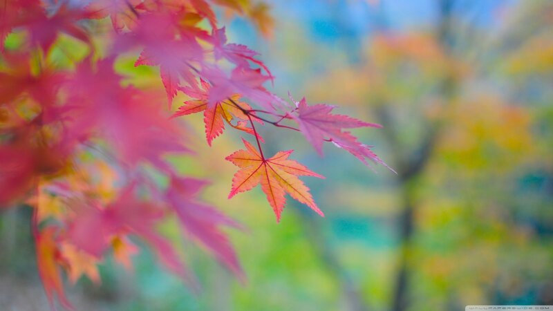 Red Maple Leaves — Serene, Autumn, Photograph, Branch, Trees