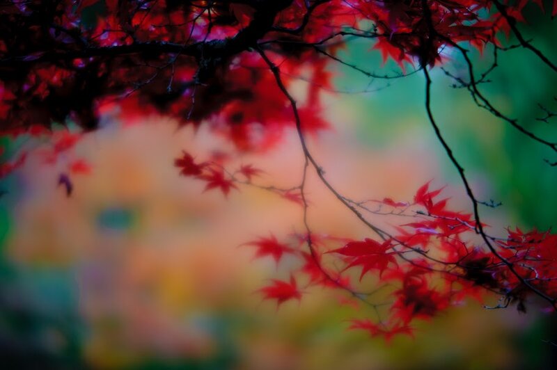 Red Maple Leaves — Serene, Autumn, Photograph, Branches, Autumn Colors