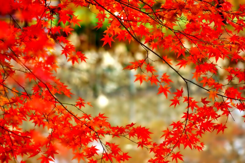 Red Maple Leaves — Serene, Autumn, Photograph, Branches, Autumn Foliage