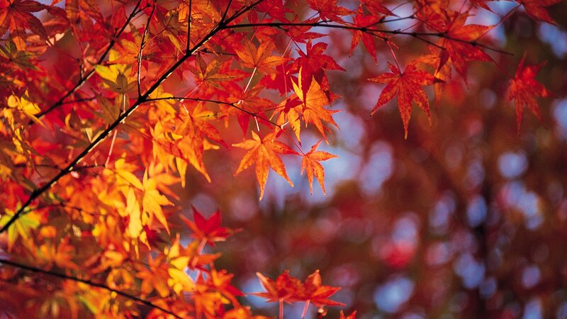 Red Maple Leaves — Serene, Autumn, Photograph, Branches, Autumn Sky