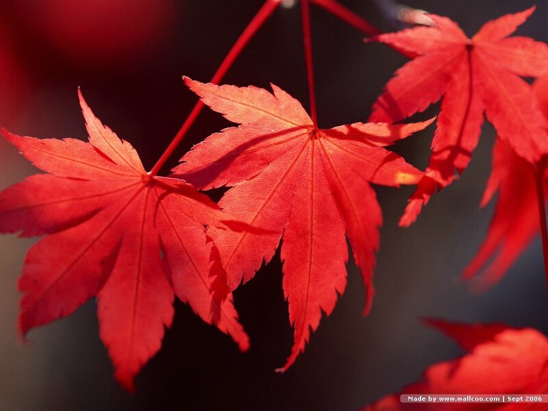 Red Maple Leaves — Serene, Autumn, Photograph, Branches, Background, Black