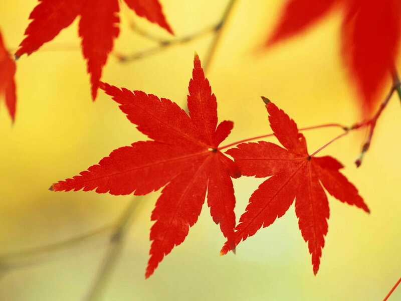 Red Maple Leaves — Serene, Autumn, Photograph, Branches, Background
