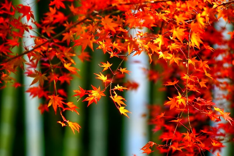 Red Maple Leaves — Serene, Autumn, Photograph, Branches, Bamboo