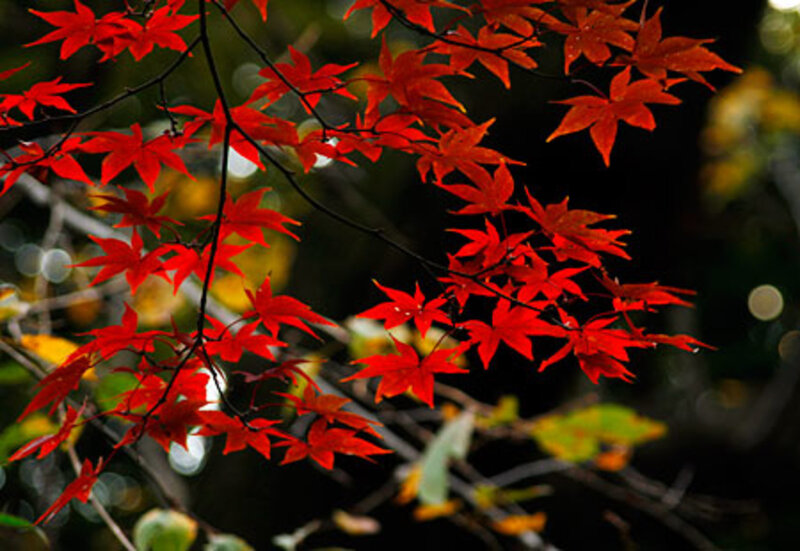 Red Maple Leaves — Serene, Autumn, Photograph, Branches, Bokeh