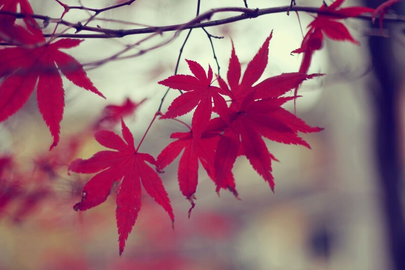 Red Maple Leaves — Serene, Autumn, Photograph, Branches, Brown