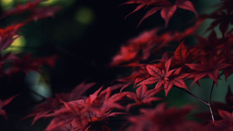 Red Maple Leaves — Serene, Autumn, Photograph, Branches, Dark Background