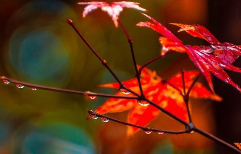 Red Maple Leaves — Serene, Autumn, Photograph, Branches, Drops
