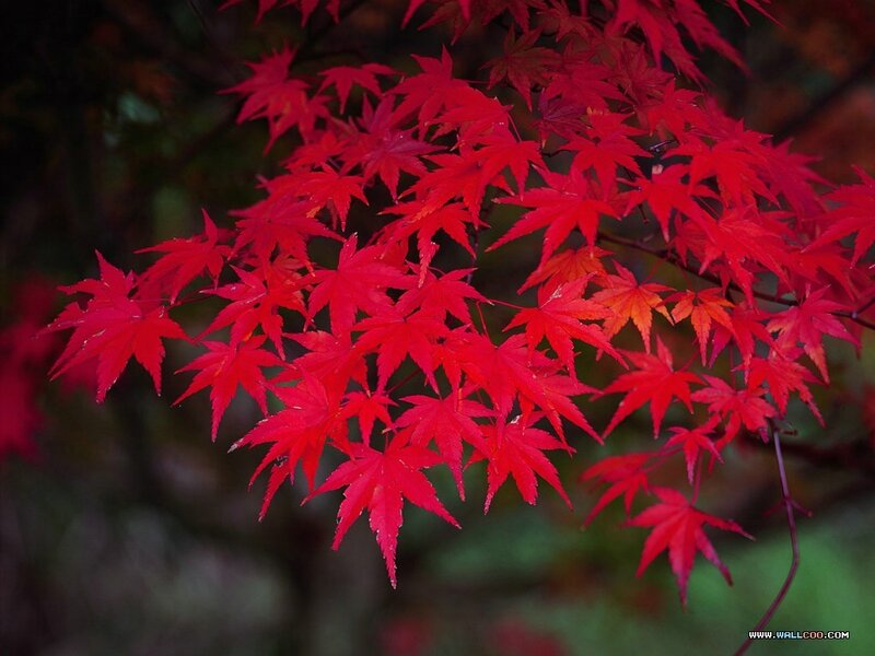 Red Maple Leaves — Serene, Autumn, Photograph, Branches, Forest, Green, Black