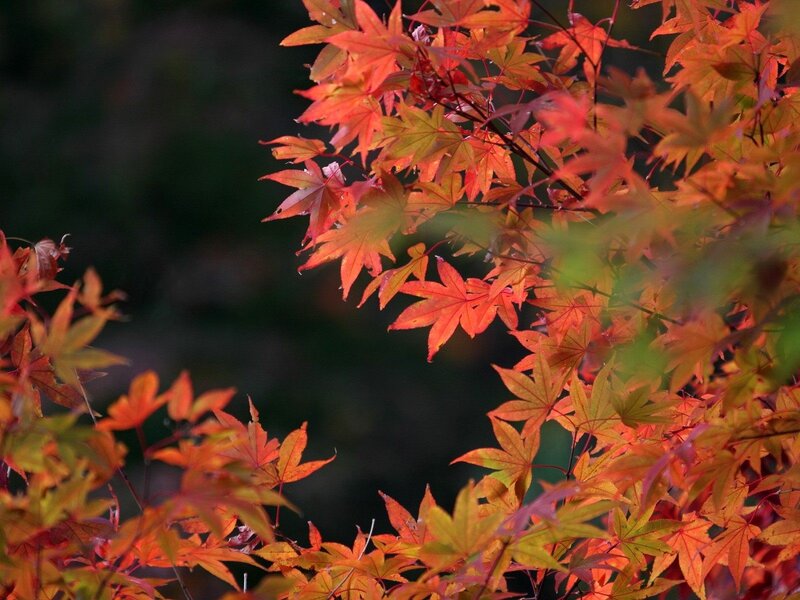 Red Maple Leaves — Serene, Autumn, Photograph, Branches, Forest, Orange, Green