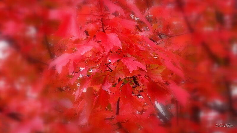 Red Maple Leaves — Serene, Autumn, Photograph, Branches, Green, Dive4ever
